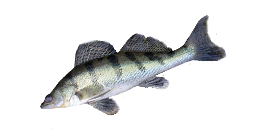 Wolgazander