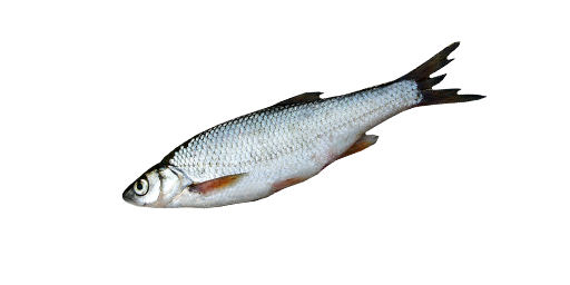 Sibirische Hasel