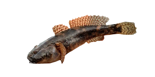 Krötengrundel