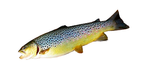 Bachforelle