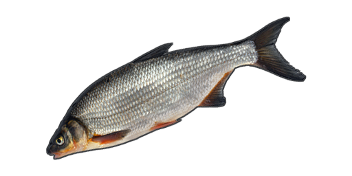 Zährte