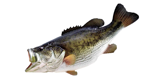 Forellenbarsch