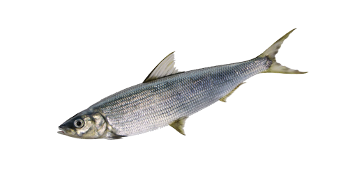 Ripus Maräne