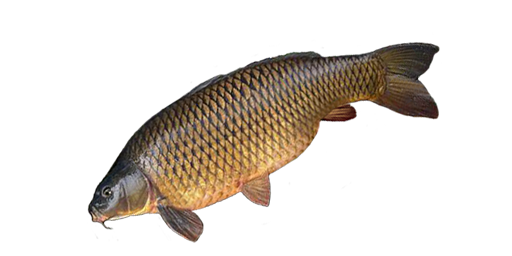 Wildkarpfen