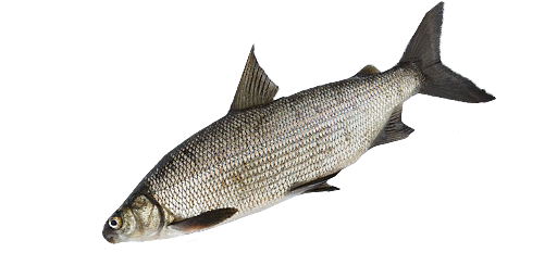 Maräne